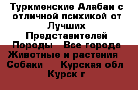 Туркменские Алабаи с отличной психикой от Лучших Представителей Породы - Все города Животные и растения » Собаки   . Курская обл.,Курск г.